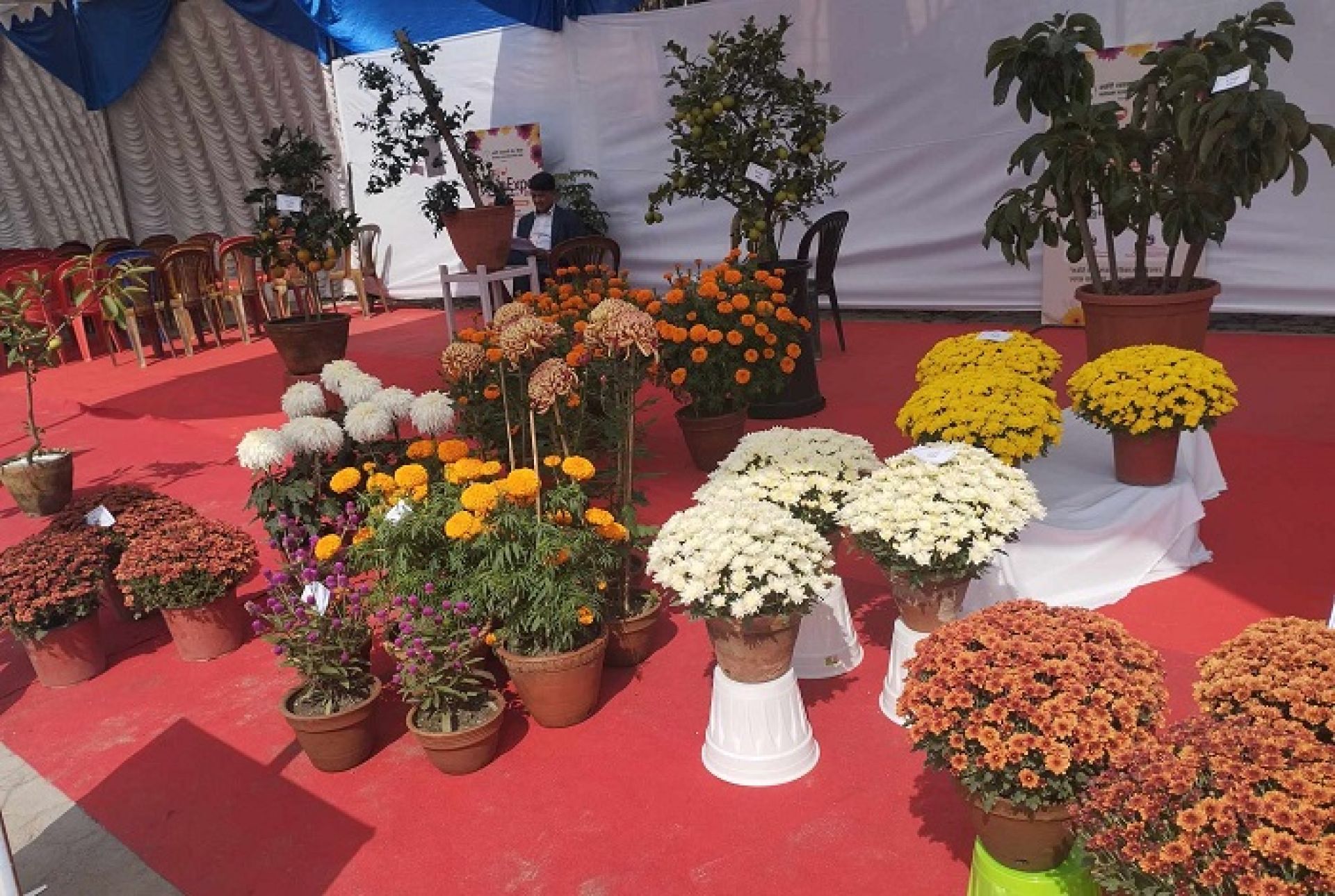 तिहार फ्लोरा एक्स्पो २०८१ भृकुटीमण्डपमा शुरु,  ७० लाख बढीको कारोवार हुने अनुमान