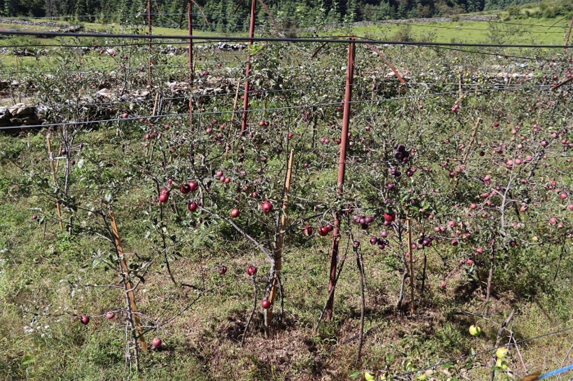 मस गाउँमा एक वर्षमा फल्यो विदेशी स्याउ