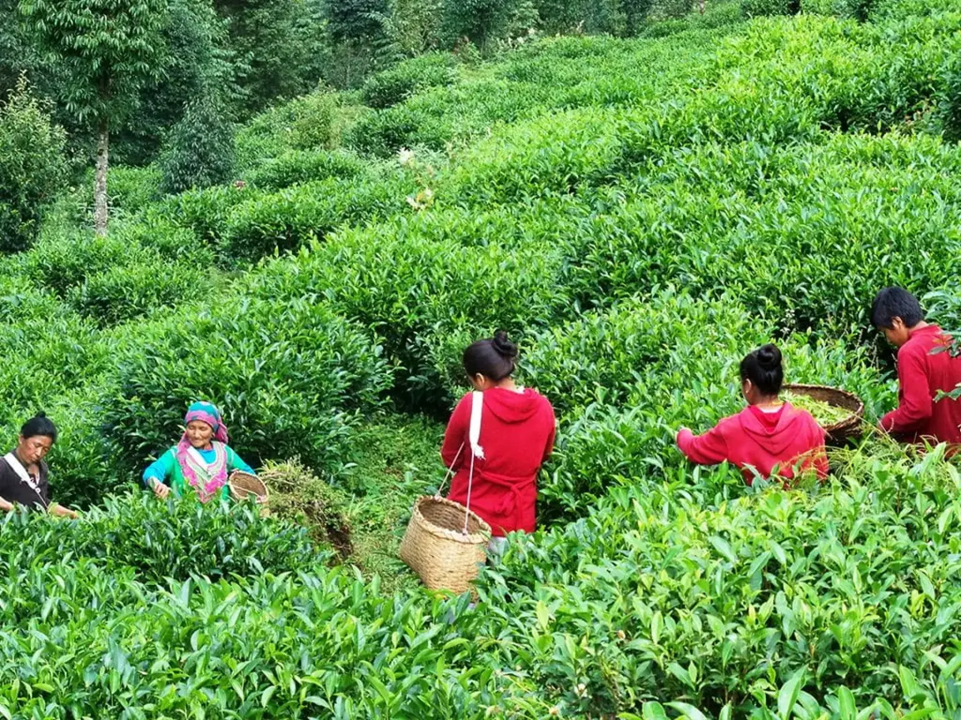 भारततर्फ चिया निर्यातकाे गाँठाे फुकाउन विशेष कार्यदल गठन, दुई हप्ताभित्र प्रतिवेदन बुझाउनुपर्ने