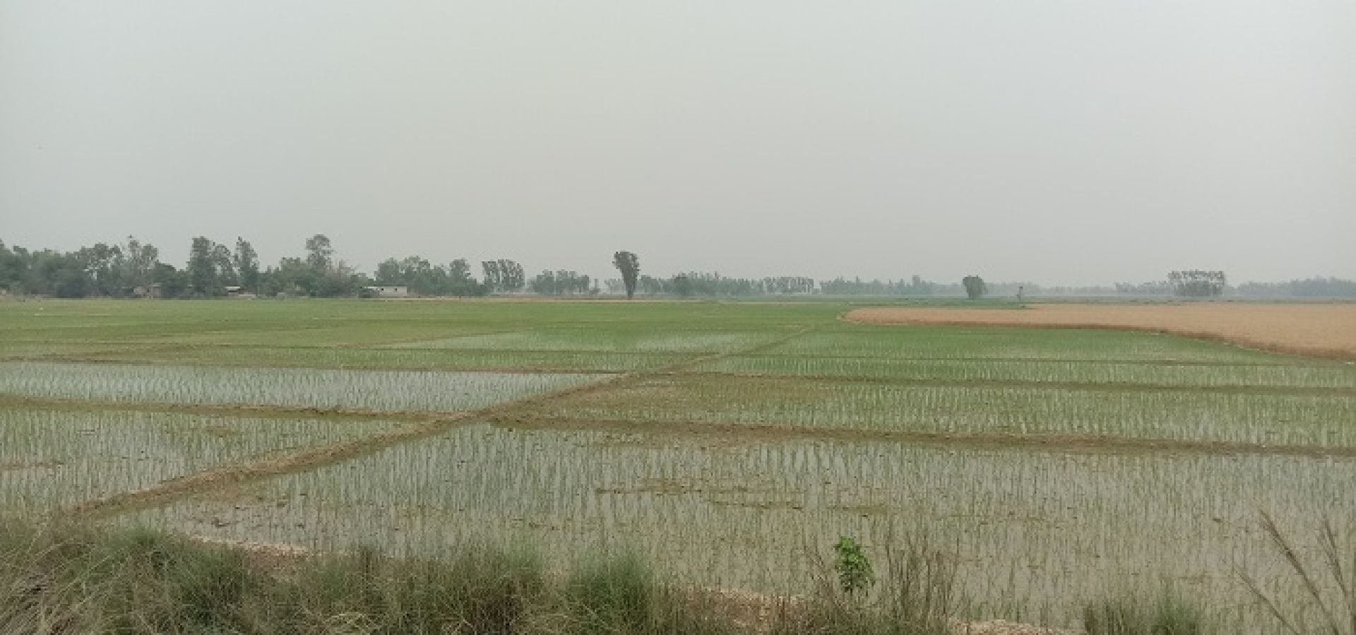 बर्सेनि चैते धानखेतीप्रति किसानको आकर्षण बढ्दै, आर्थिक कारोबार पनि टर्दै 