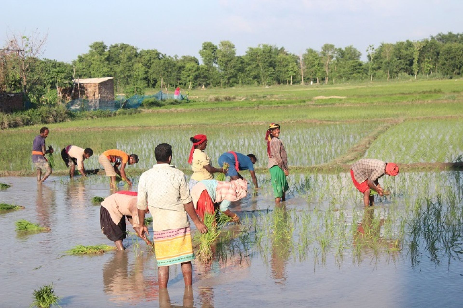‘अझै मनसुन सक्रिय नहुँदा अपेक्षाकृत रोपाइँ हुन सकेन’