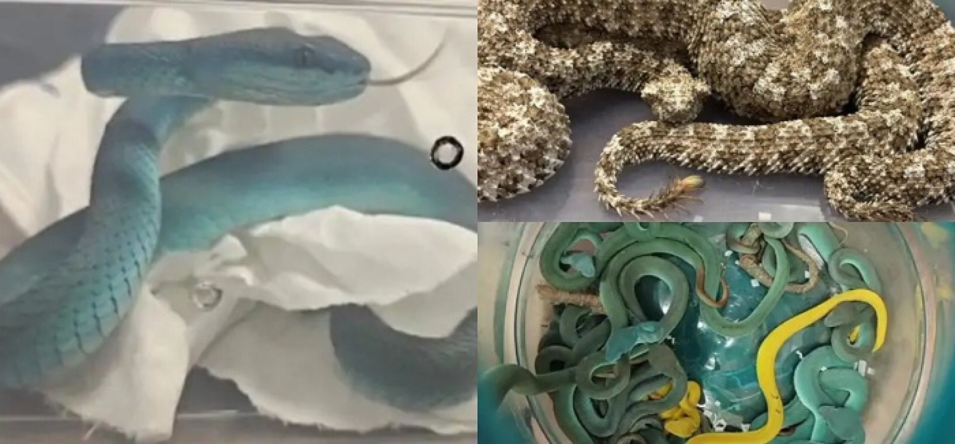 विमानमा सर्प: विषालु भाइपरसहित भारतीय तस्कर पक्राउ