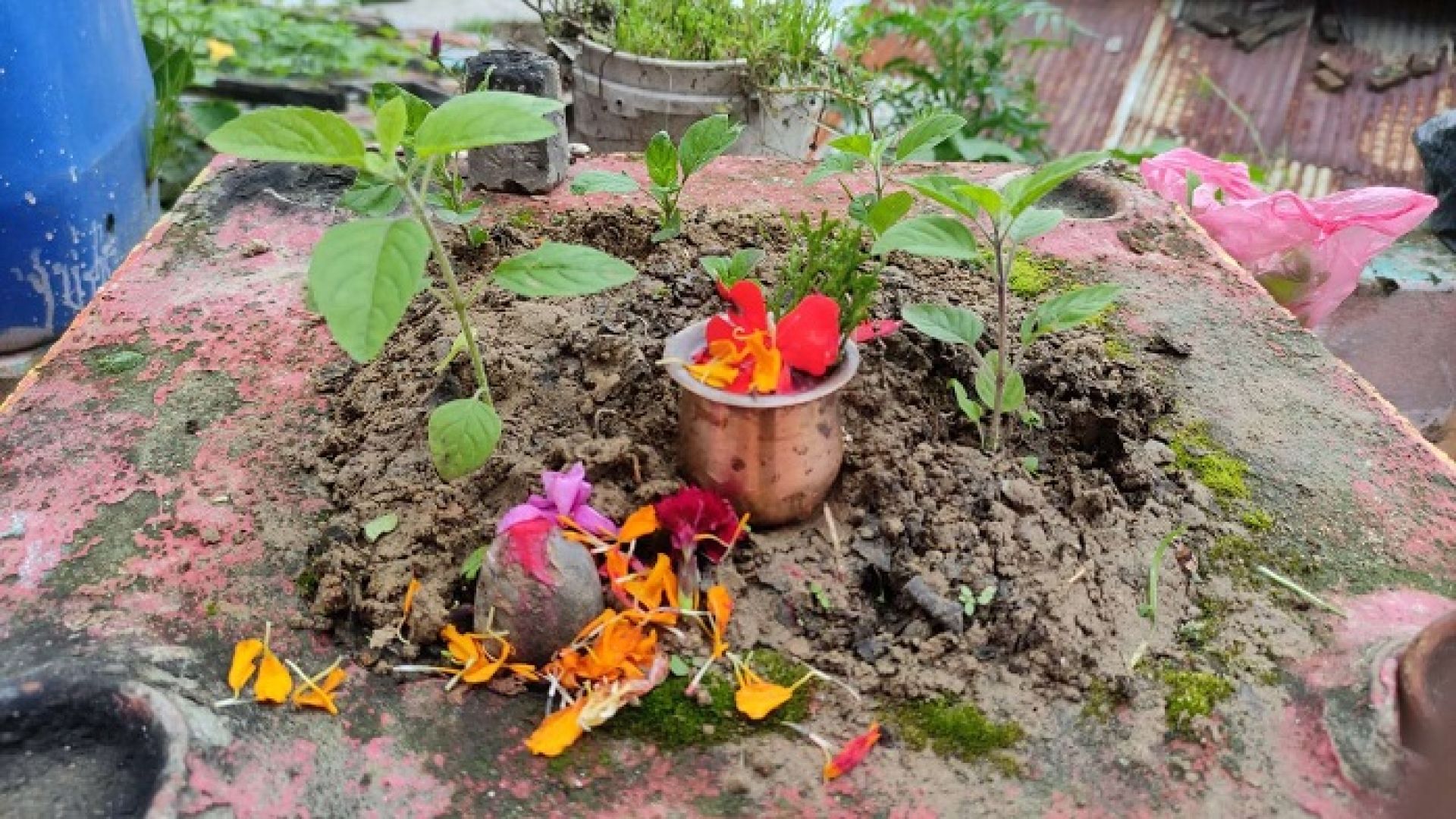 आज हरिशयनी एकादशी, तुलसीको बिरुवा सारिँदै