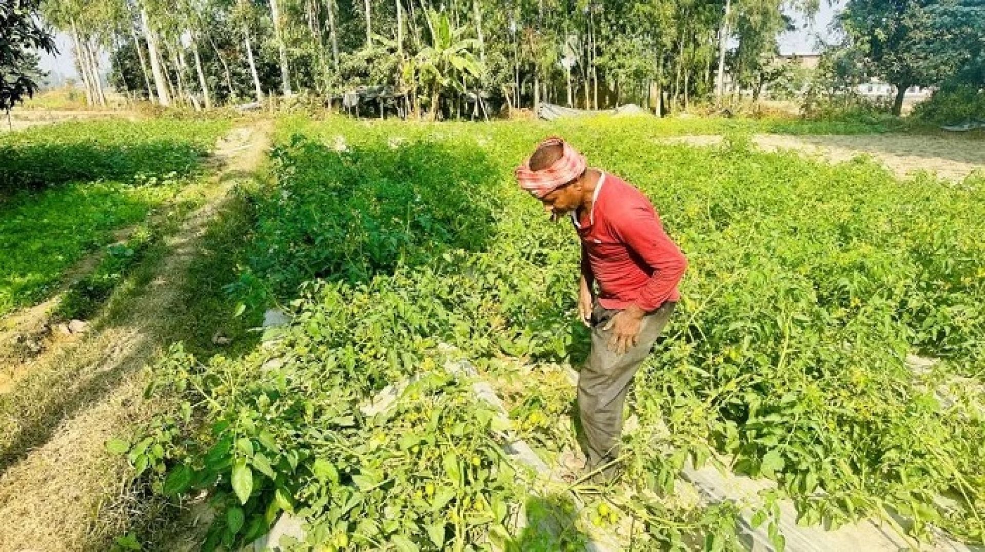 तरकारीखेतीबाटै वार्षिक डेढ लाख आम्दानी गर्छन् कुशाहाका दलित समुदाय