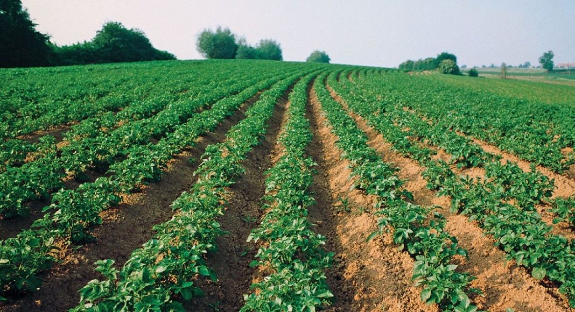 सहकारीमार्फत डेढ सय रोपनीमा आलु खेती