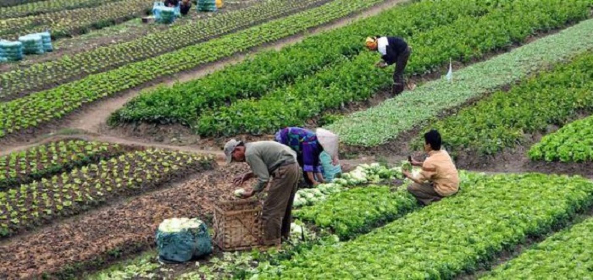 अफगानमा कृषि क्षेत्रमा ३० करोड अमेरिकी डलर विनियोजन