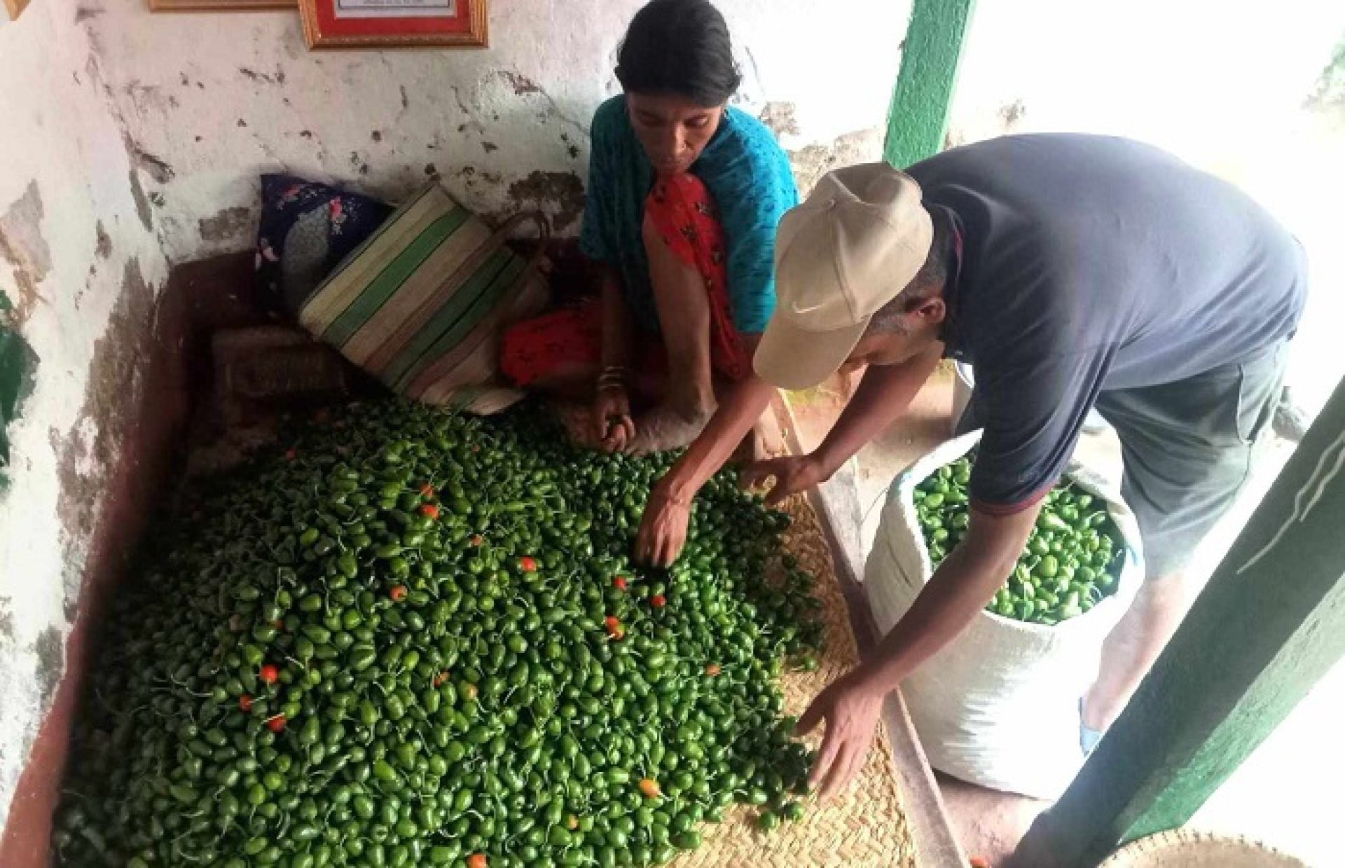 आम्दानीको स्रोत बन्यो ‘अकबरे’ खुर्सानी, प्रतिकेजी चार सयसम्म बिक्री 