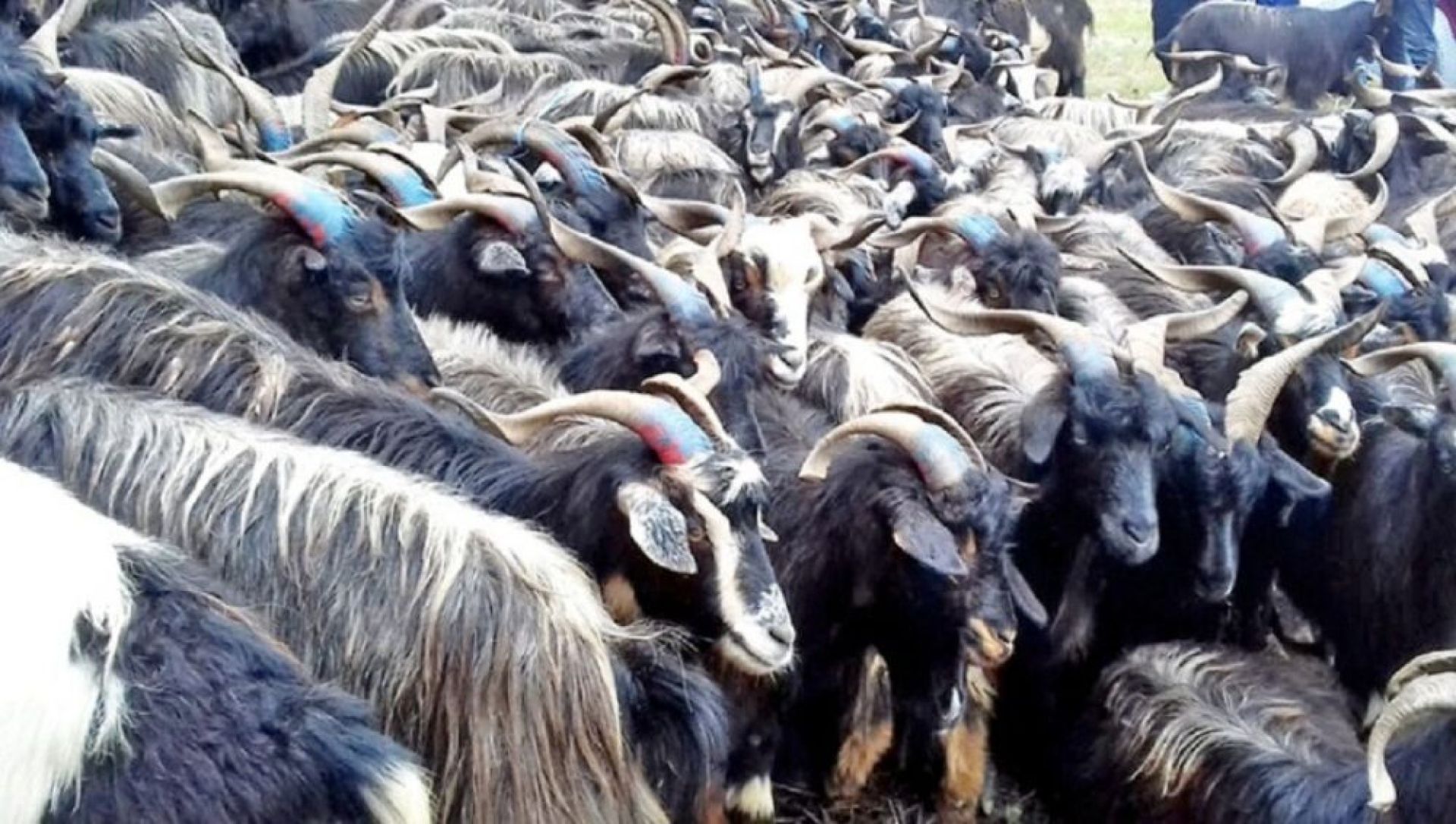 पोखरा भित्रियो दसैँका लागि च्याङ्ग्रा