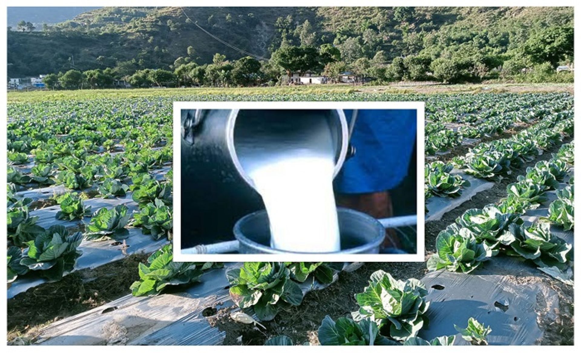 एउटै गाउँबाट झण्डै पाँच करोडको बीउ, तरकारी र दूध निर्यात