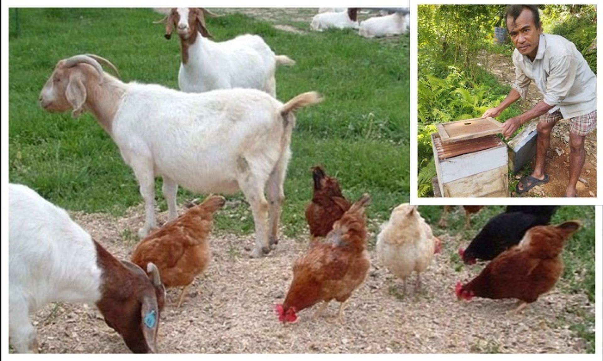 कृषिमा बितेको धनबहादुरको दैनिकी, वार्षिक १२ लाख आम्दानी