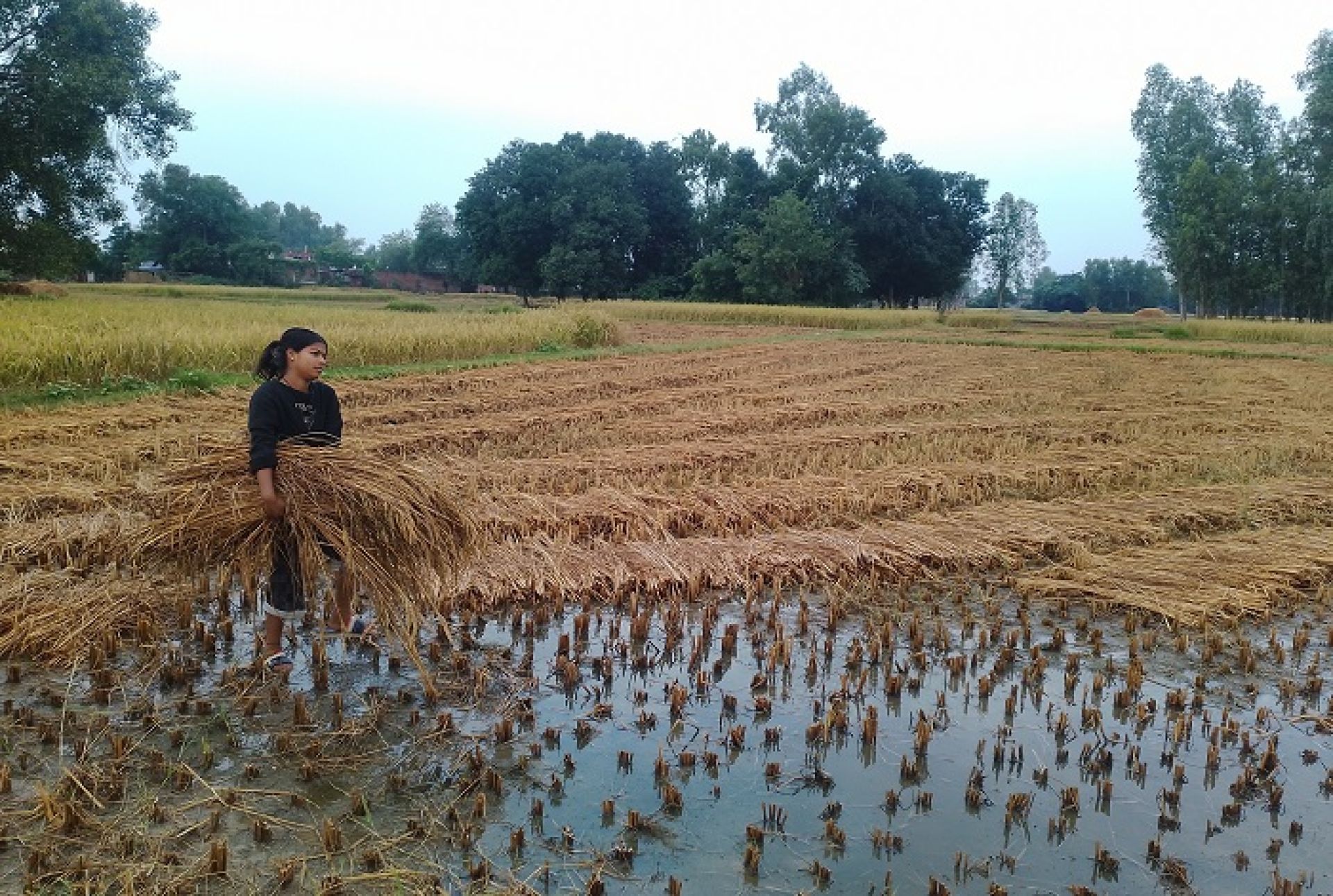 बेमौसमी वर्षाले धान बालीमा क्षतिहुँदा किसान समस्यामा