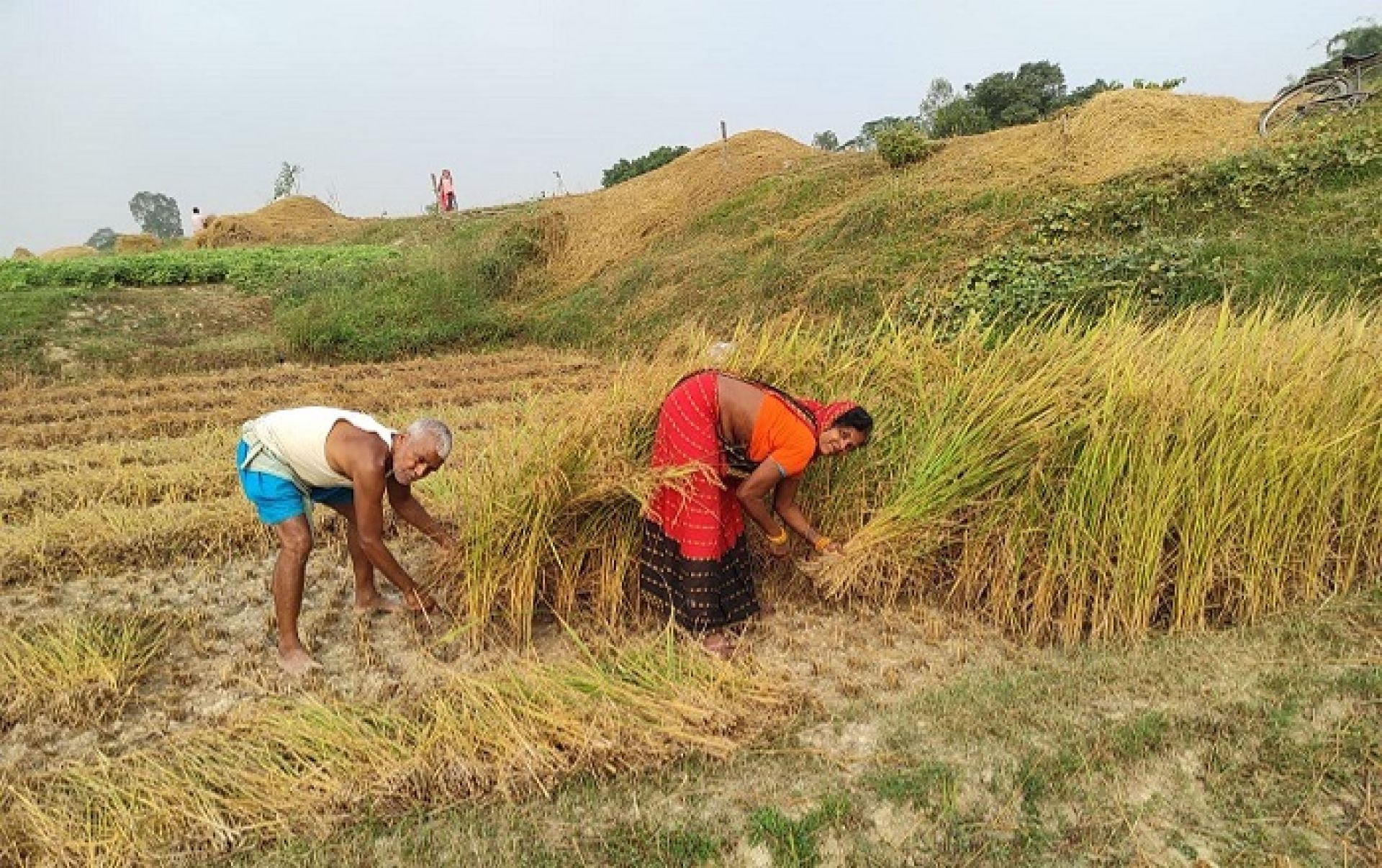 प्रतिकूल मौसम र बढ्दो प्लटिङको मारः रौतहटमा धान उत्पादन २० प्रतिशतले घट्यो, किसान चिन्तित