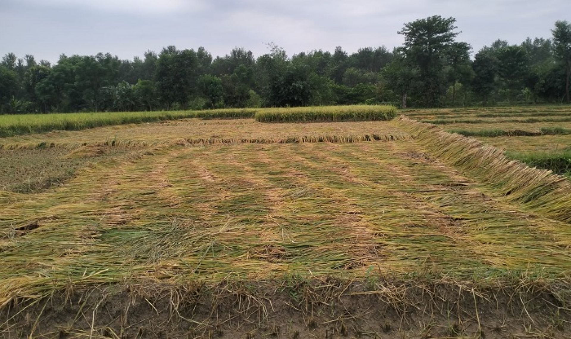 कैलालीमा भारी वर्षा, काटेको धानबालीमा क्षति