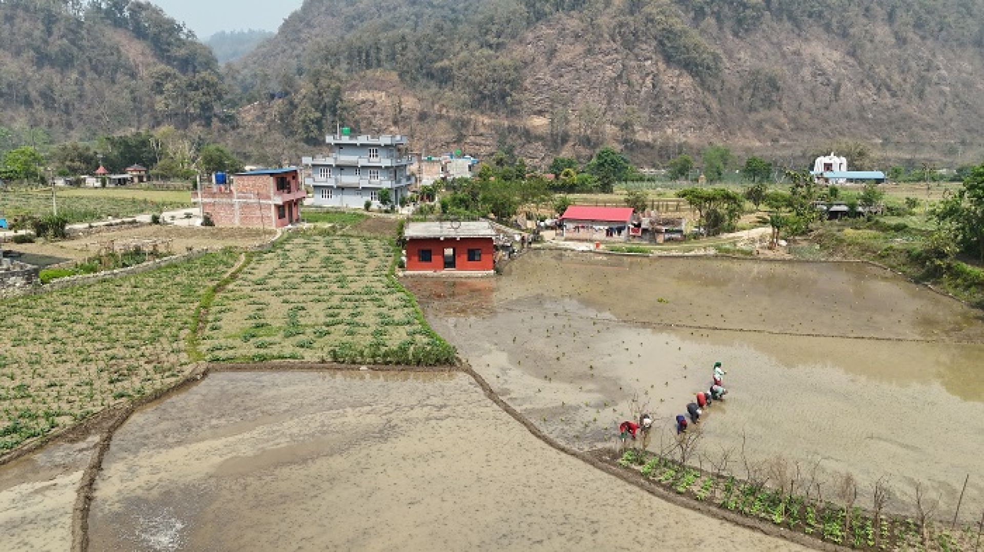 चैते धानखेतीमा किसानलाई आकर्षित गर्न अनुदान, कृषक समूह तथा सहकारीसँग सम्झौता