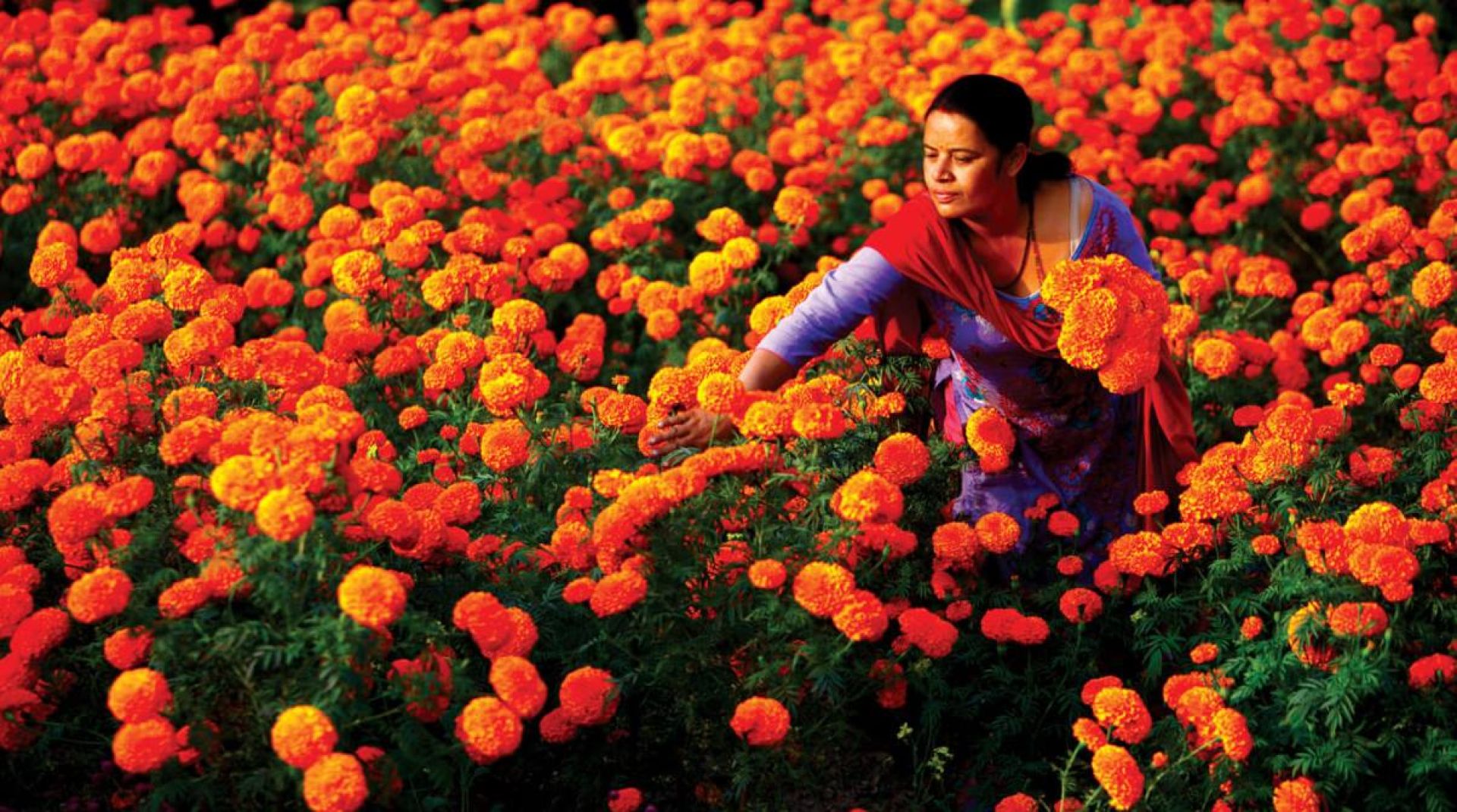 पुष्प व्यवसायमा लगानी अभाव, स्वेदेशी फूलले बजारको माग धान्नै मुस्किल