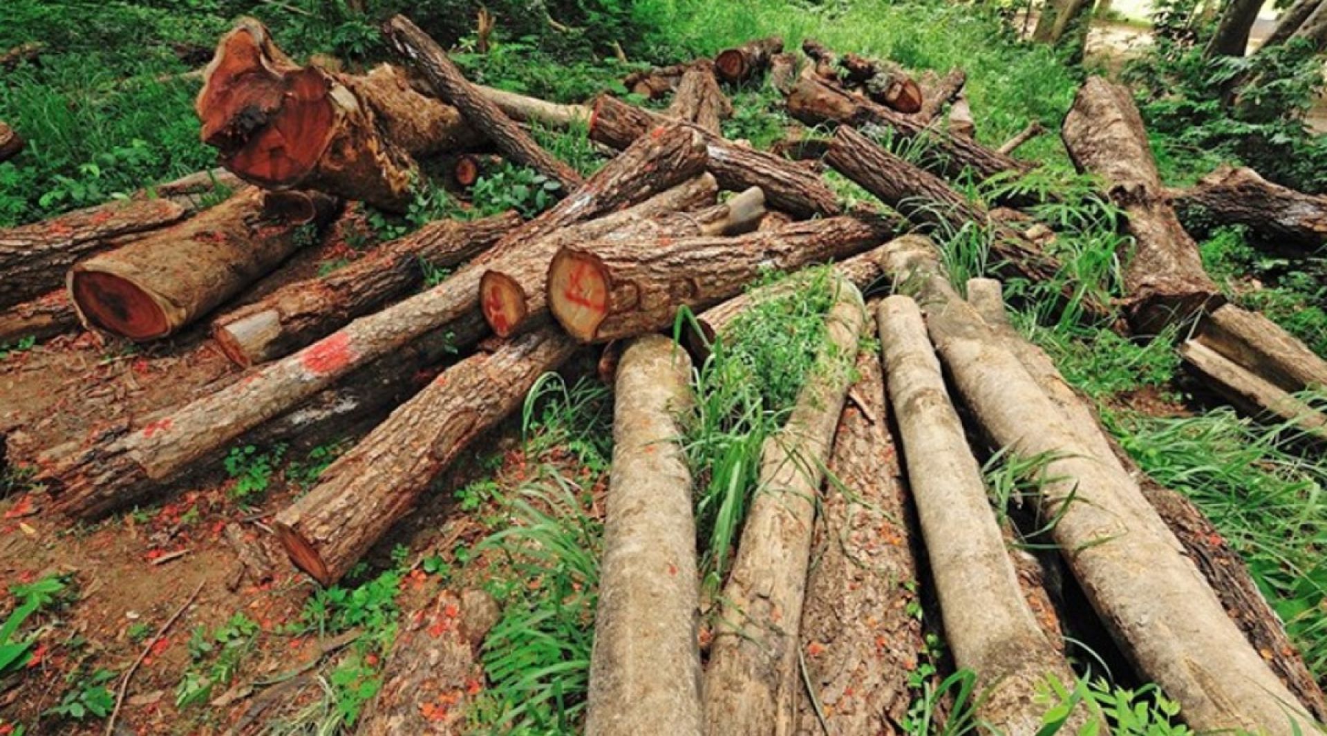 वन फँडानी आरोपमा वडाध्यक्षसहित चार पक्राउ