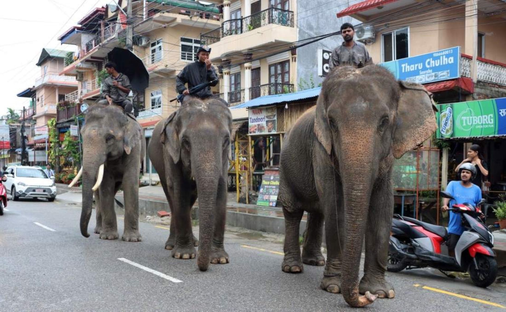 हात्ती सफारी गर्ने पर्यटकको सङ्ख्या क्रमशः घट्दै,  खुम्चियाे सहकारीकाे आम्दानी