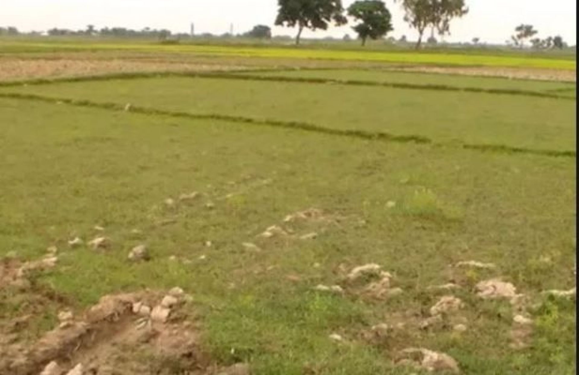 सिँचाइ कार्यालयको सात कट्ठा जग्गा अतिक्रमण