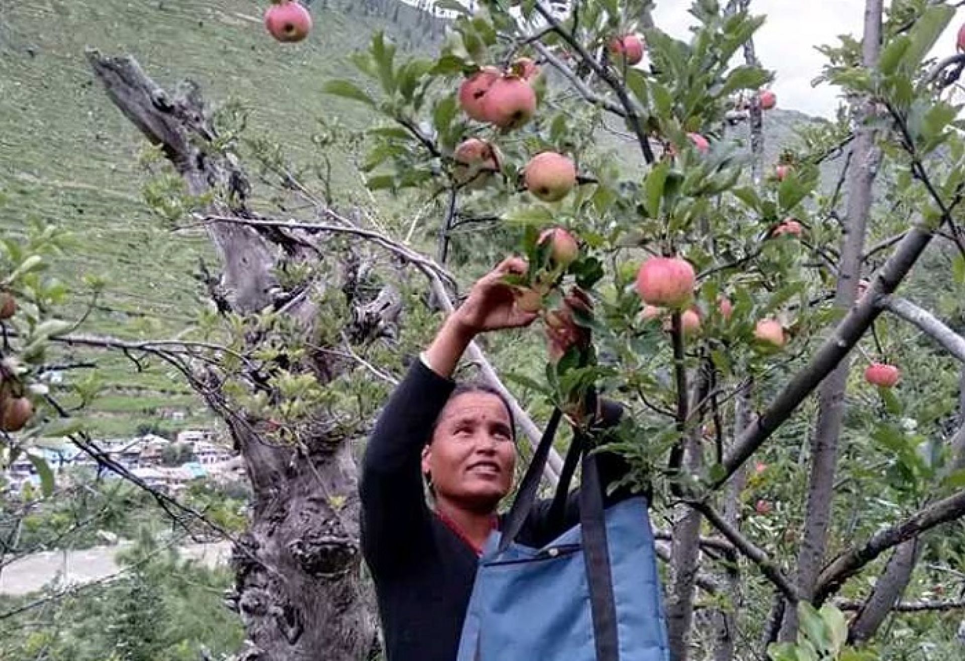 स्याउ टिप्न व्यस्त जुम्लाका किसान, ४० प्रतिशतले घट्याे उत्पादन