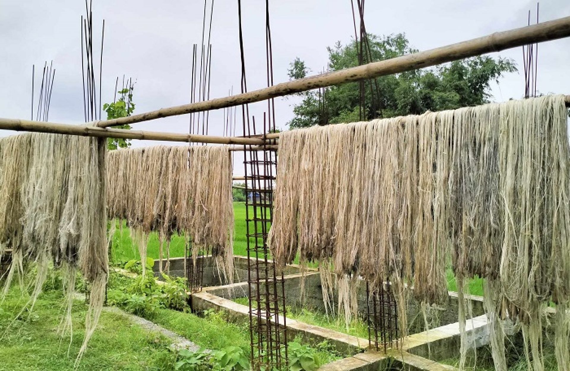 उत्पादन बढे पनि जुटको मूल्यमा गिरावट