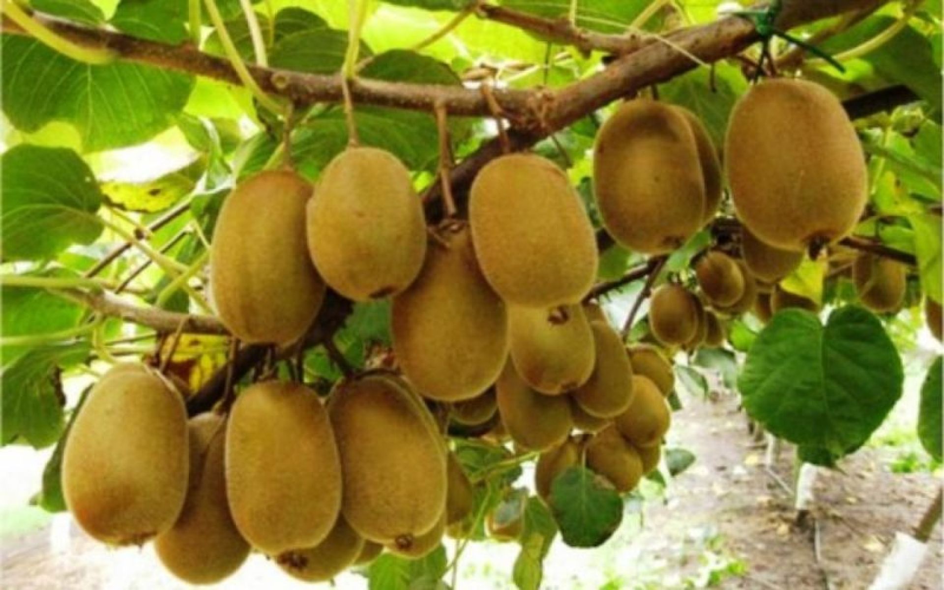 फल नपाक्दै किबी किसानलाई बजारको चिन्ता