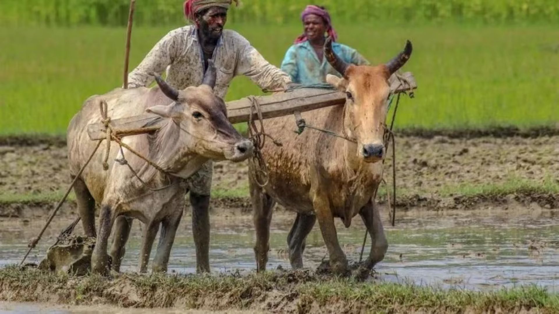 मधेसका ४३ प्रतिशत किसान परिवारलाई खाना अपुग