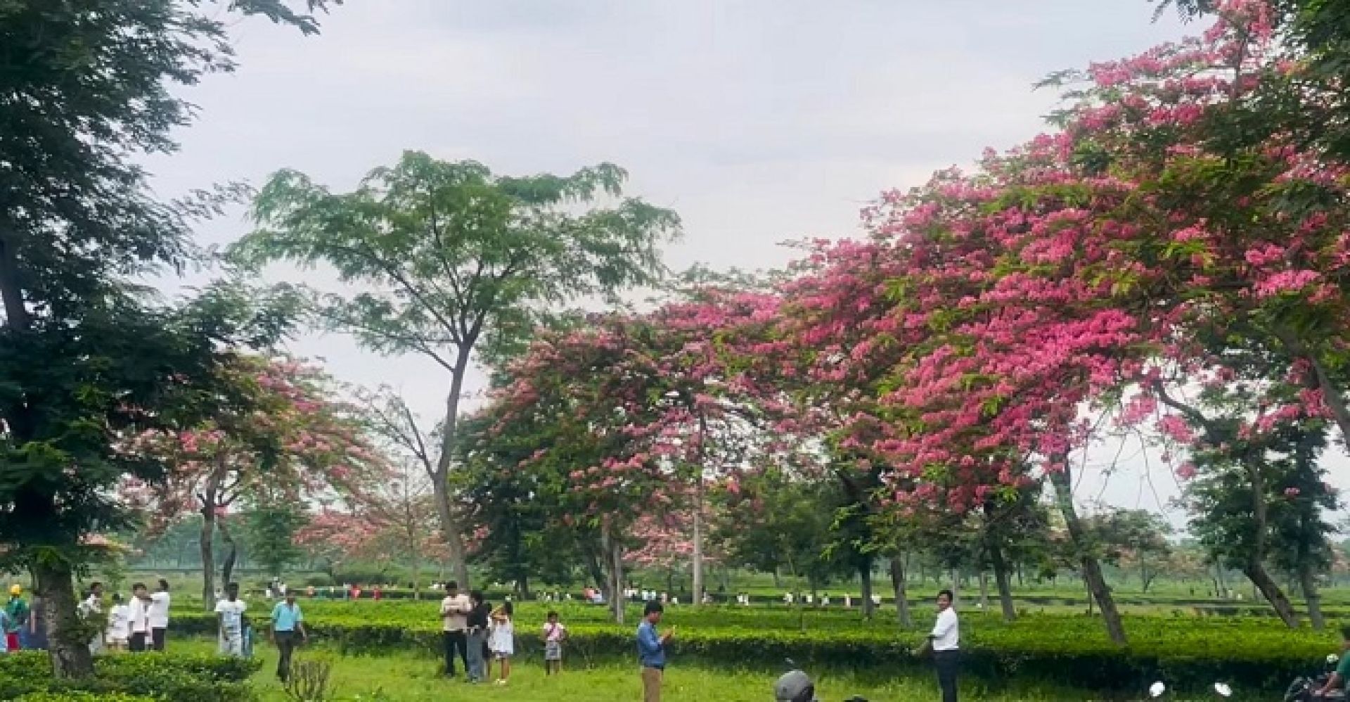 ‘सोना गुलाबी’ ढकमक्क फुलेपछि..