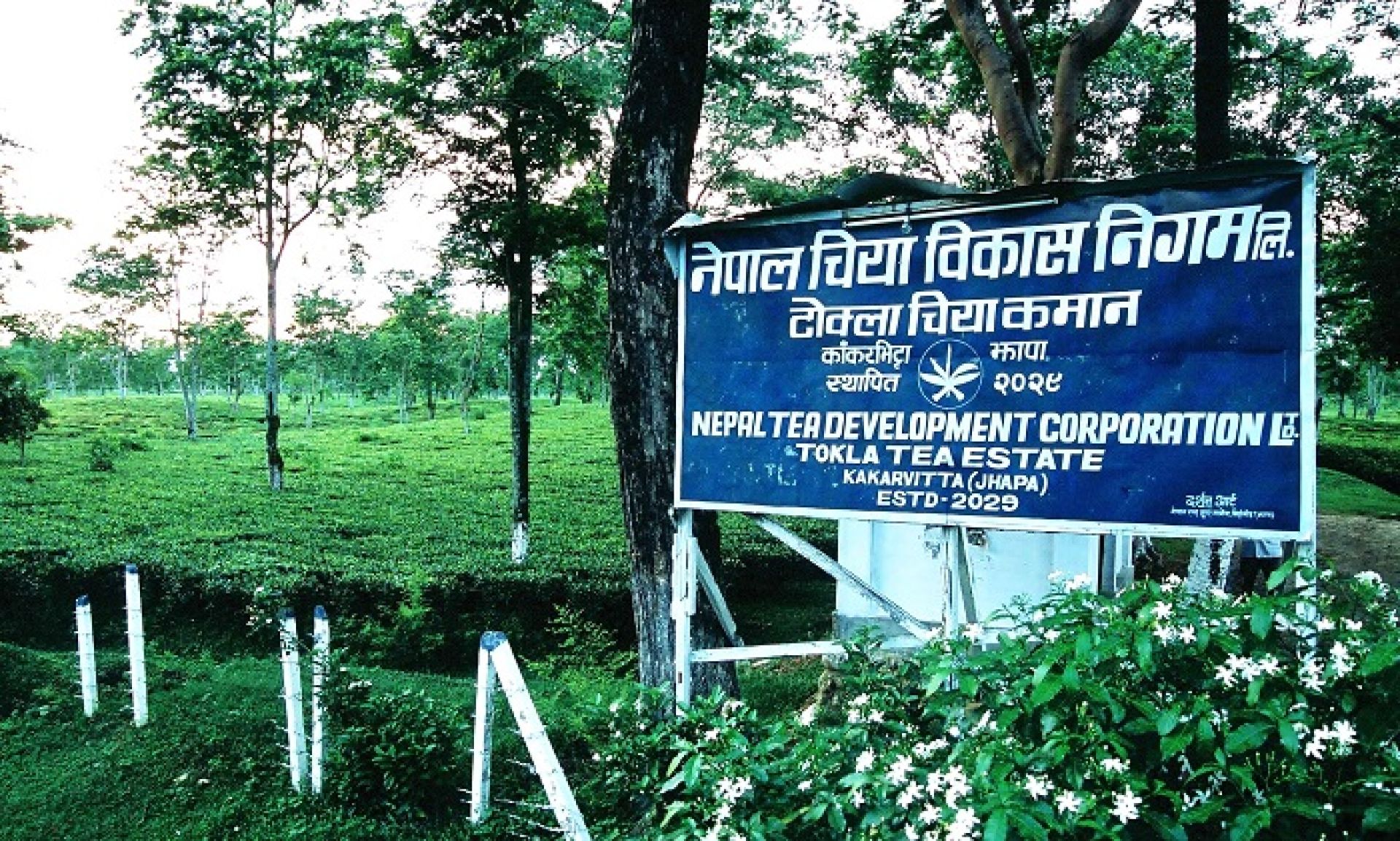 नेपाल चिया विकास निगमको सञ्चालन आम्दानी एक अर्बमाथि, आईपीओ निष्कासनको तयारी