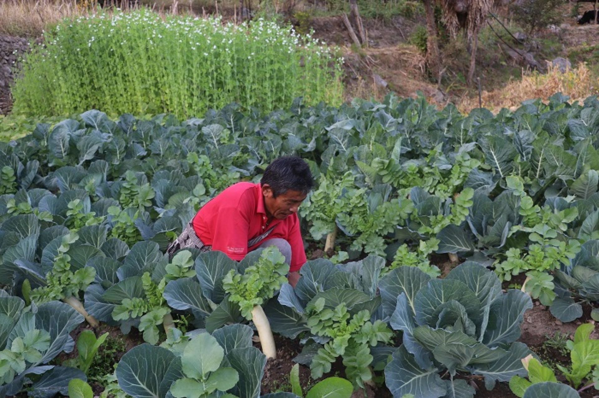 विदेशबाट फर्केर तरकारी खेती गर्दै मनिराज