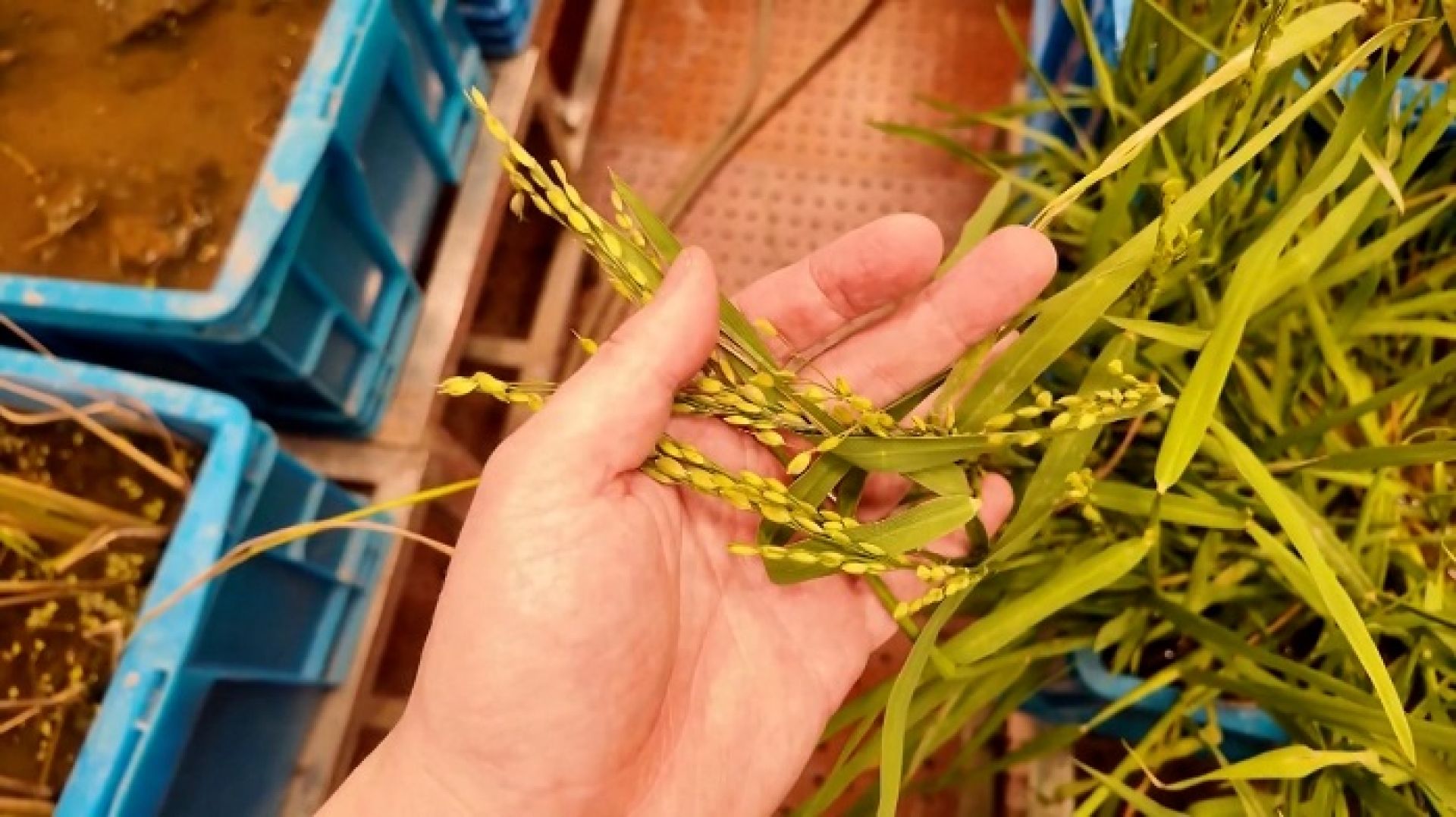 चिनियाँ वैज्ञानिकद्वारा बहुवर्षीय धानको बीउ विकास, अब वर्षौंसम्म एउटै बोटबाट धान फल्ने