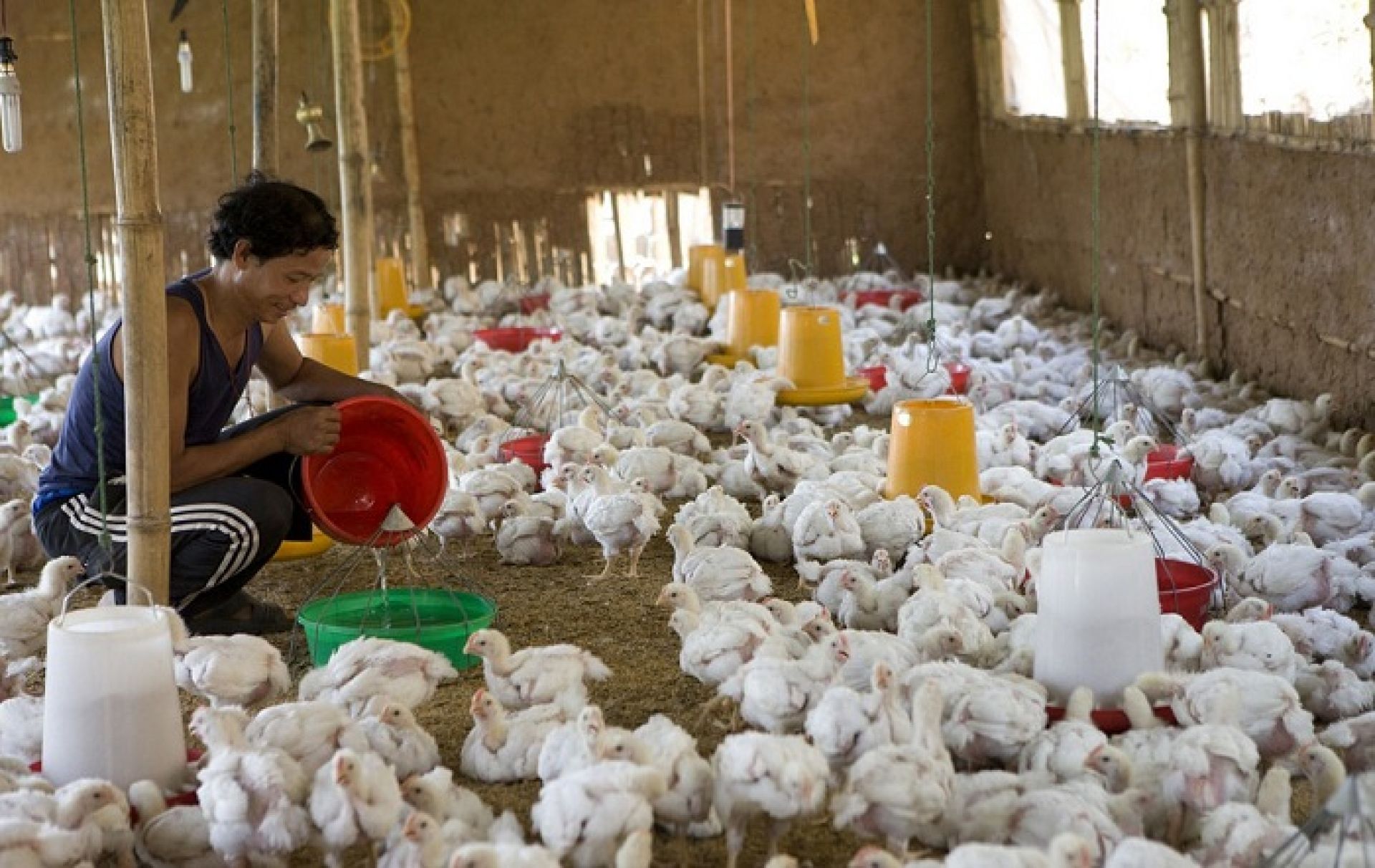 संकटमा पोल्ट्री व्यवसायः जोखिममा दुई खर्बबढी लगानी, मौन सरकार 