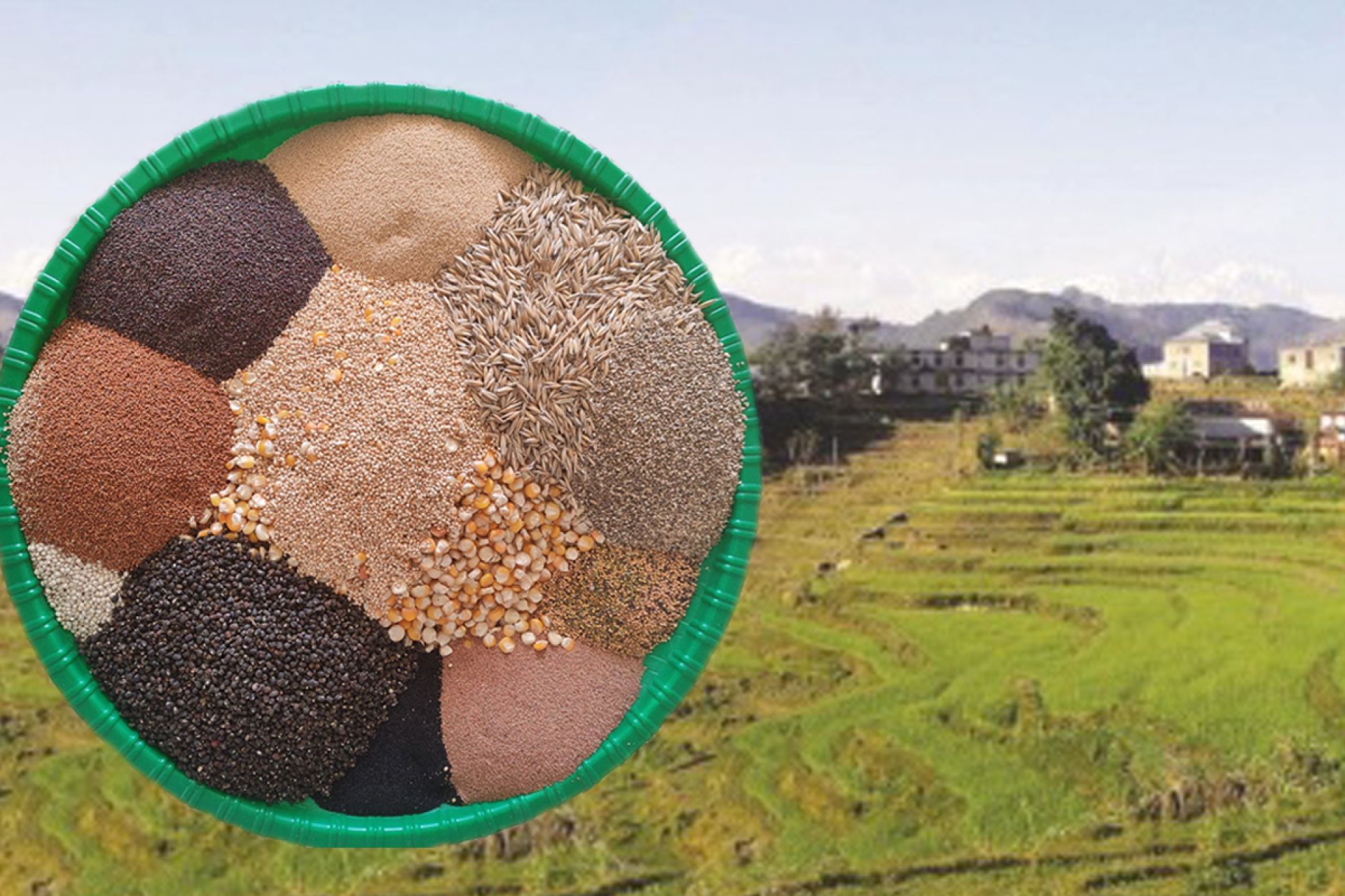 १९ हजार टन रैथाने बाली खरिद गर्दै व्यापार कम्पनी