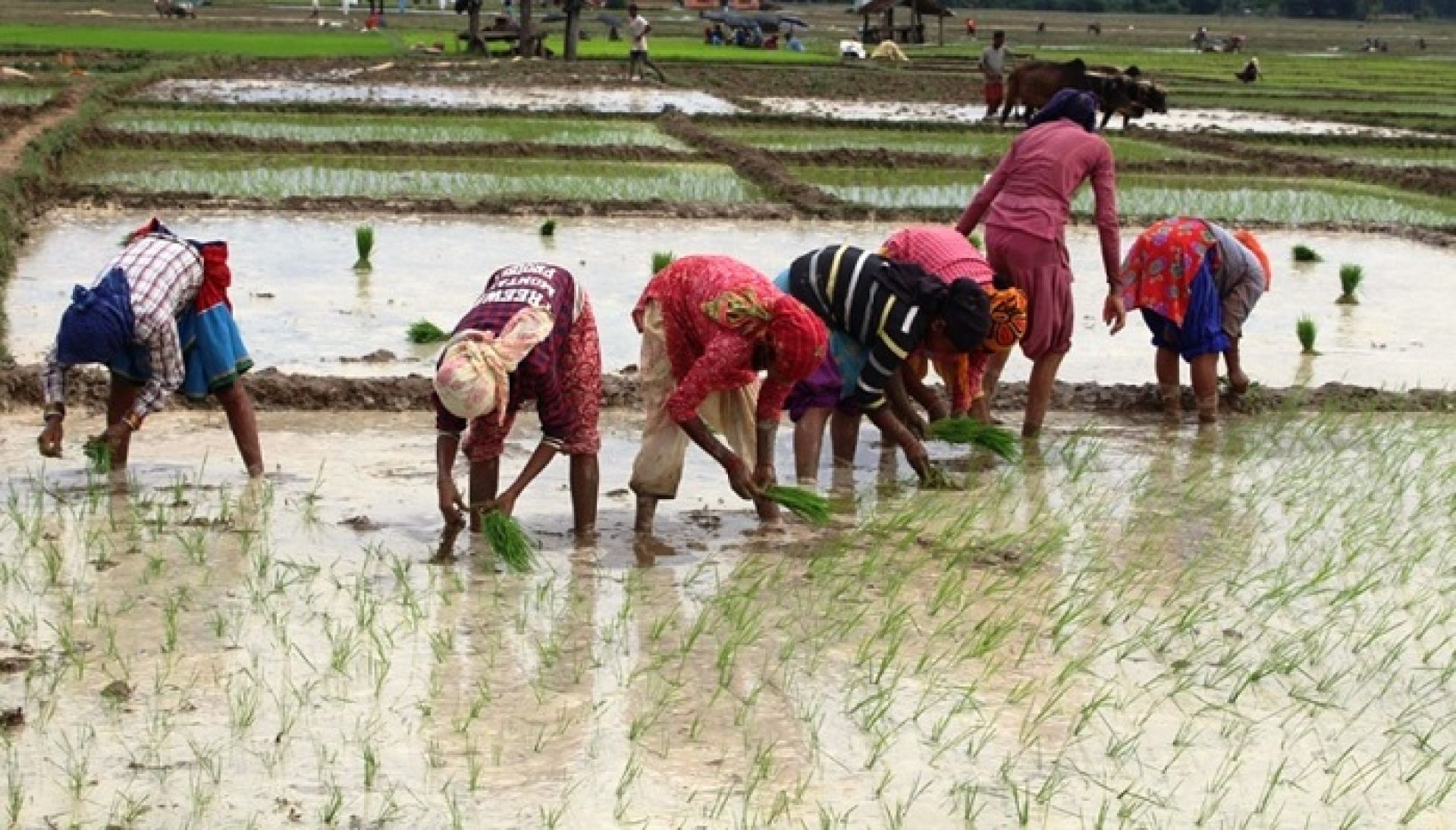 मधेशमा ५७ प्रतिशत मात्रै धान रोपाइँ: खाद्य सुरक्षाको जोखिम हुन सक्ने