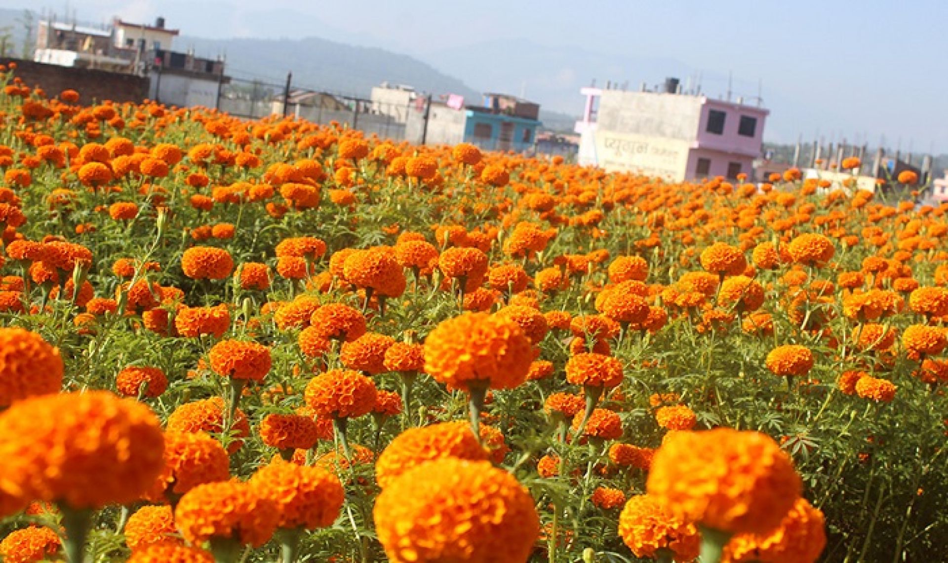 सयपत्री फूलको प्रयोग बढ्दा कृतिम फूलको आयात घट्यो