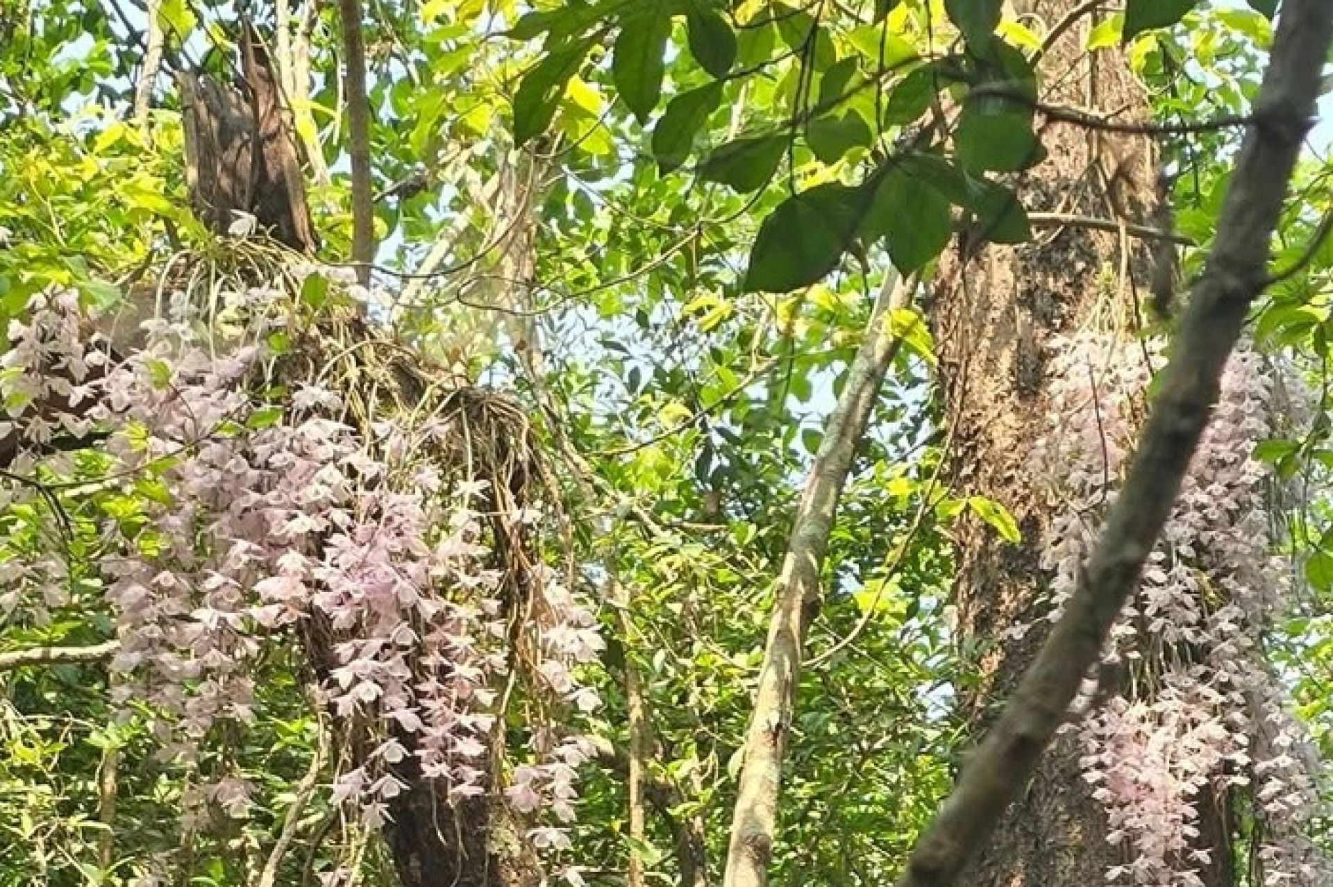 सलहेश फूलबारीमा बिहानैदेखि भीड, नयाँ वर्षमा ढकमक्क फुल्यो ‘चमत्कारी’ सुनाखरी