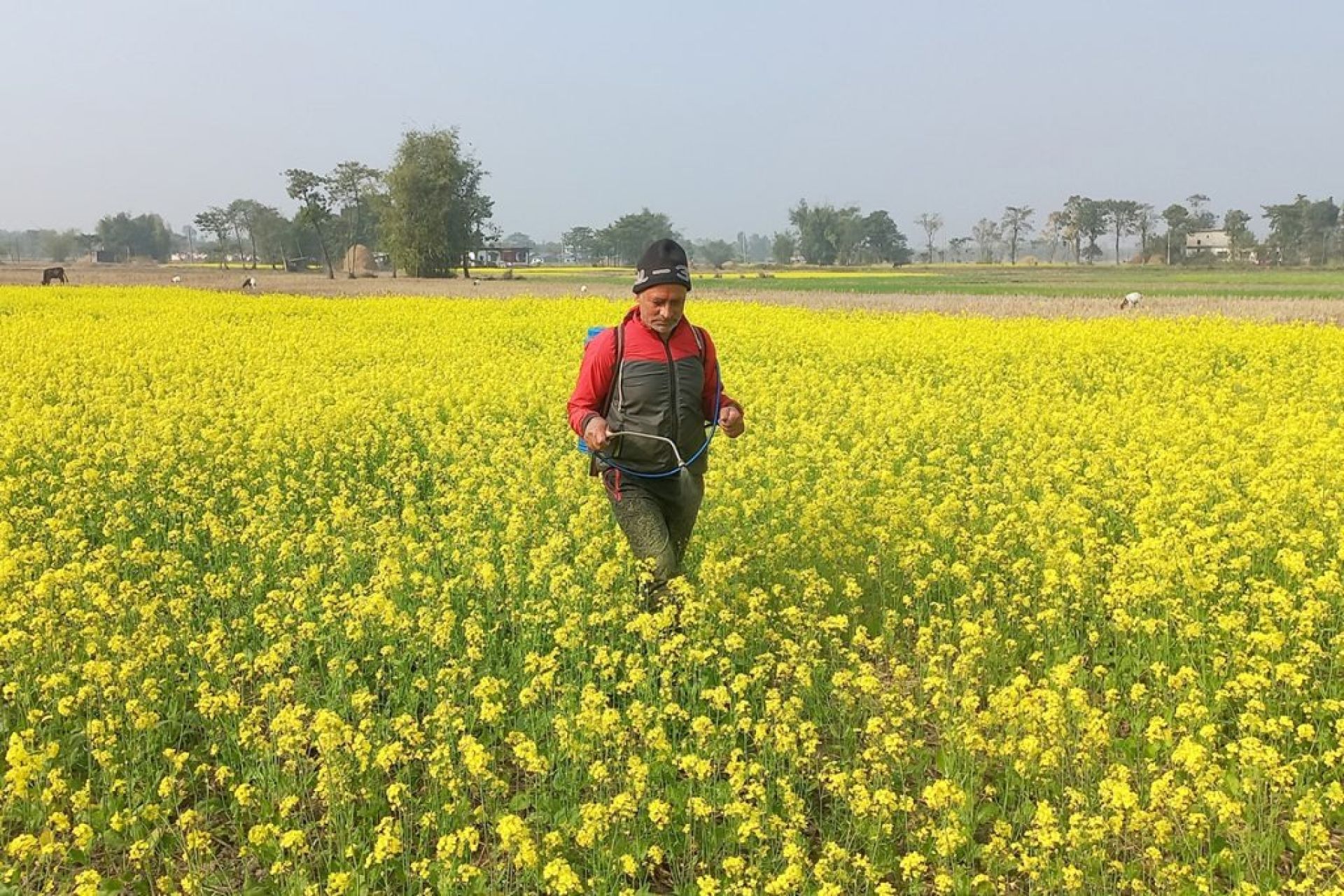 दाङमा तोरीको उत्पादन बढ्दै
